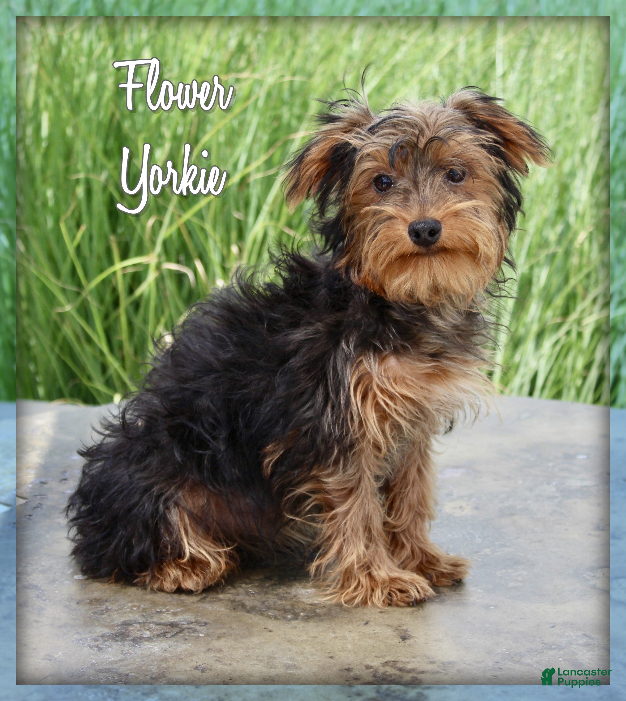 Yorkshire Terrier dogs Flower - Ad 1