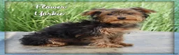 Yorkshire Terrier dogs for sale: Flower - Ad 1