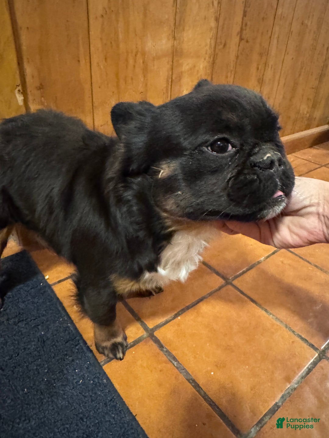 French Bulldog dogs for sale: Gus - Ad 4