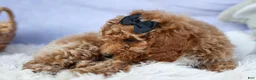 Miniature Poodle dogs for sale: WADE - Ad 11