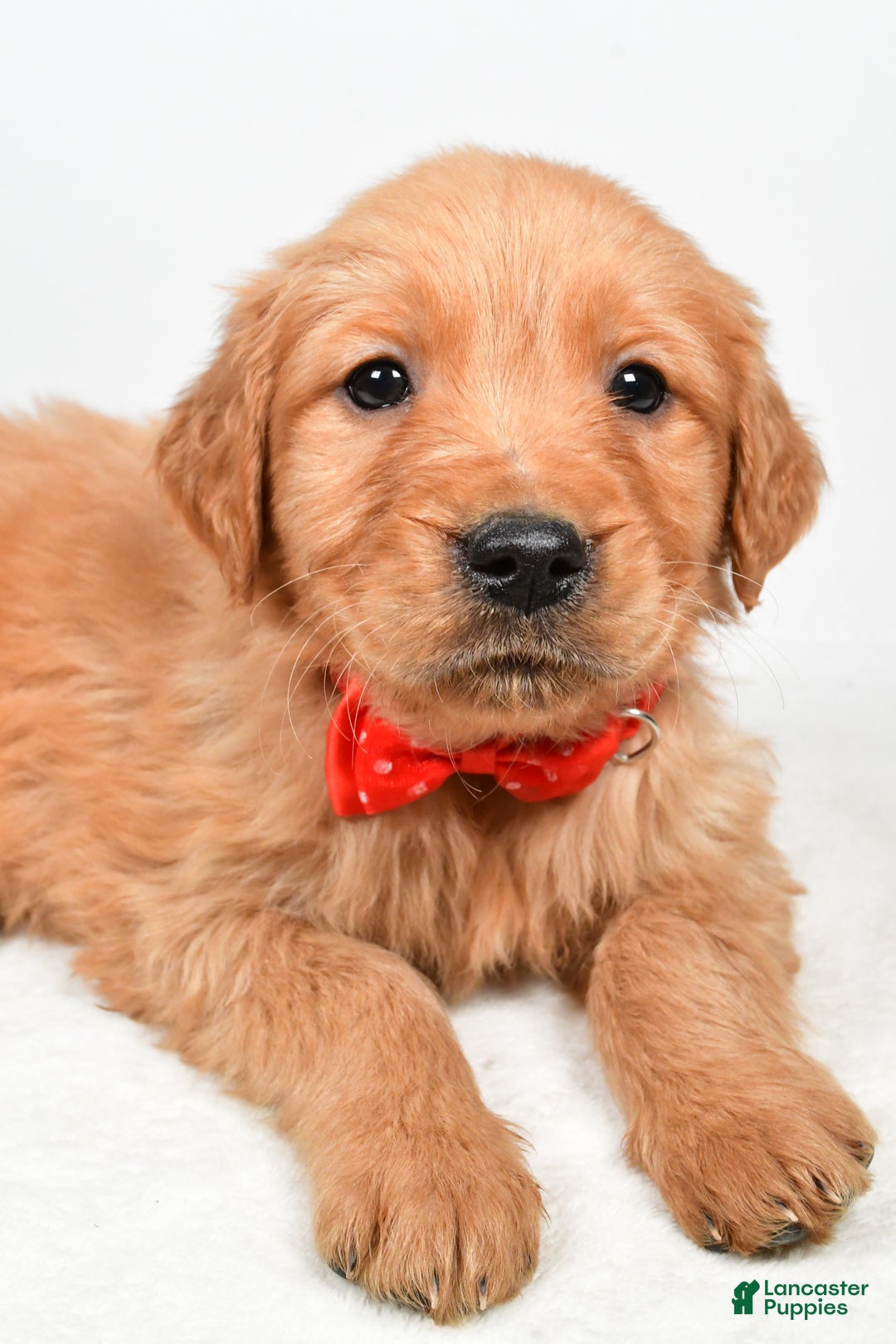 Golden Retriever dogs for sale: Kenny - Ad 3