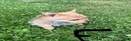 Chorkie dogs for sale: Chorkie 2 - Ad 6