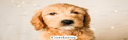 Goldendoodle dogs for sale: Corduroy - Ad 18