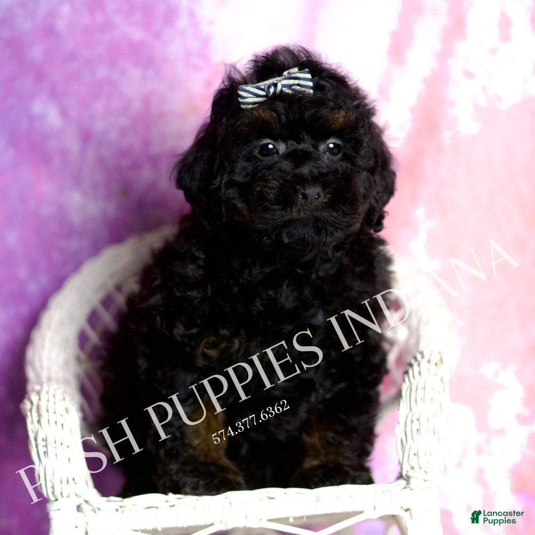 Standard Poodle dogs Frosty - Ad 8