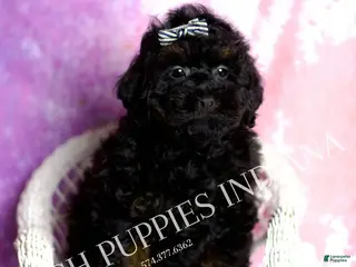 Standard Poodle dogs Frosty - Ad 8