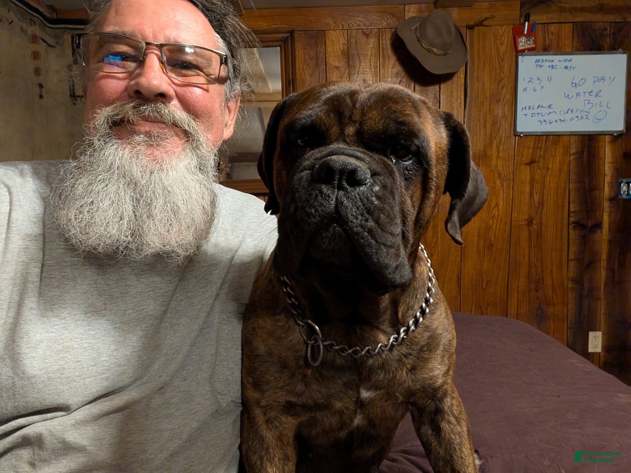 Bullmastiff dogs Bullmastiff Puppy 5 - Ad 2