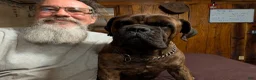 Bullmastiff dogs for sale: Bullmastiff Puppy 1 - Ad 2