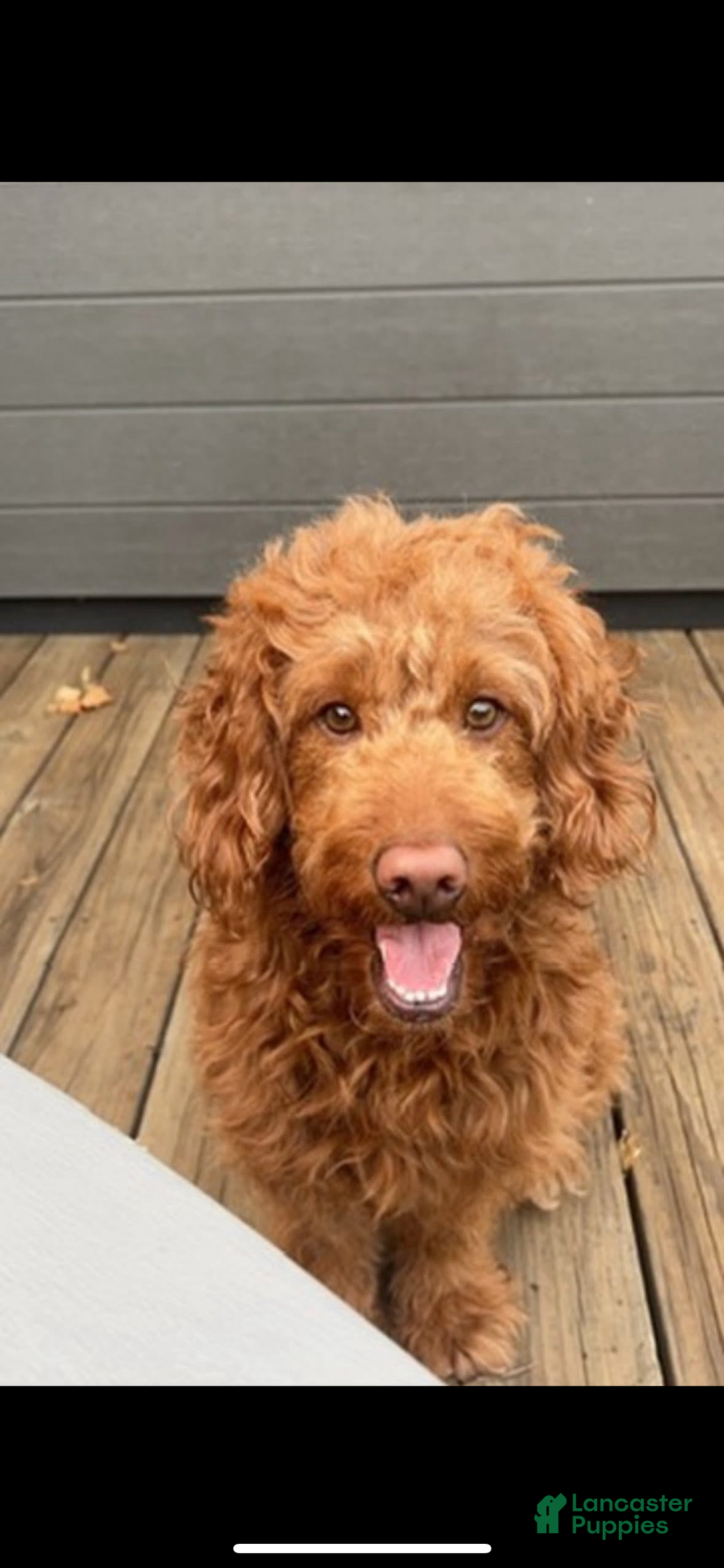 Mini Goldendoodle dogs for sale: Goose - Ad 4