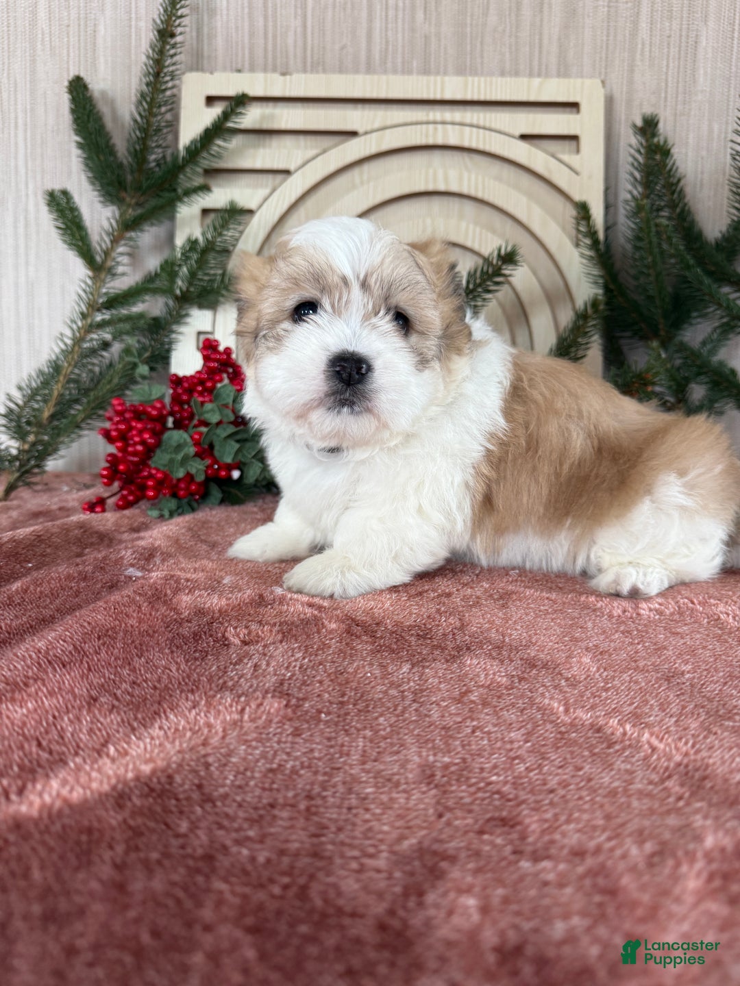 Teddy Bear dogs for sale: Sally - Ad 7