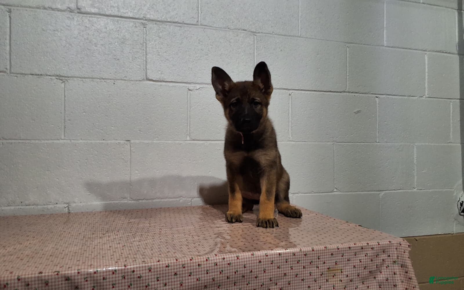 German Shepherd dogs Daisy - Ad 4