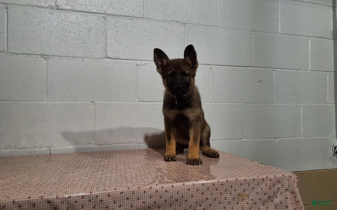 German Shepherd dogs for sale: Daisy - Ad 1