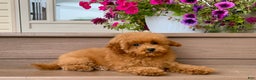Maltipoo dogs for sale: Gorgeous - Ad 7