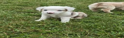 Miniature Australian Shepherd dogs for sale: DEAF....Miniature Australian Shepherd 5 - Ad 8