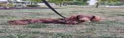 Dachshund dogs for sale: Rodney - Ad 6