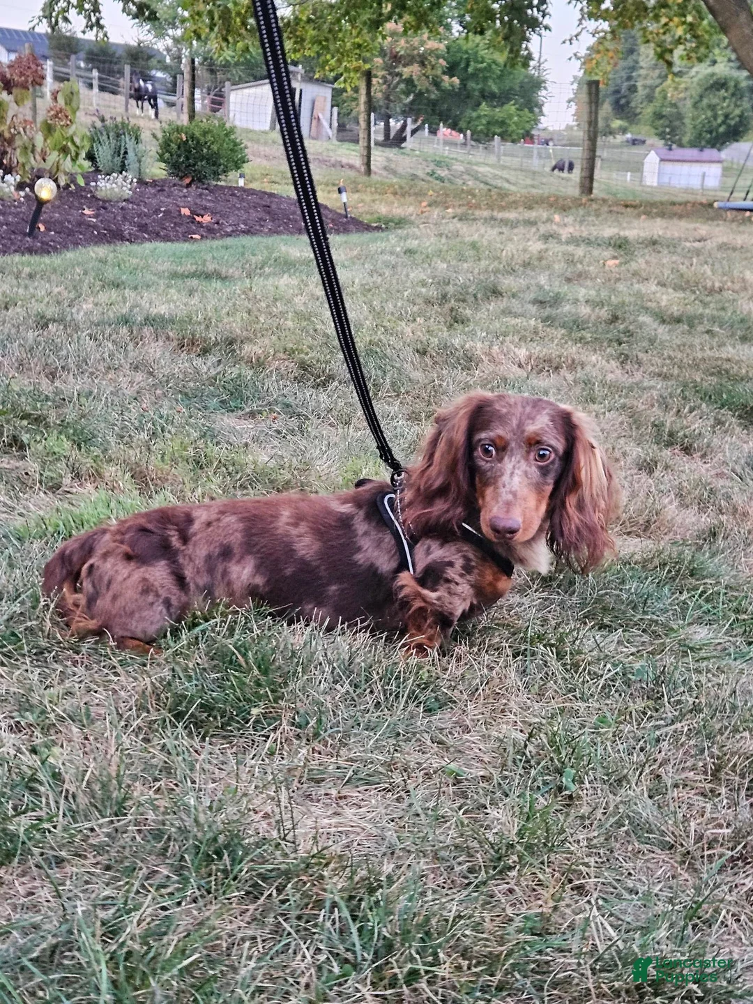 Dachshund dogs for sale: Cooper - Ad 5