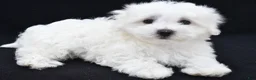 Maltese dogs for sale: Theo - Ad 10
