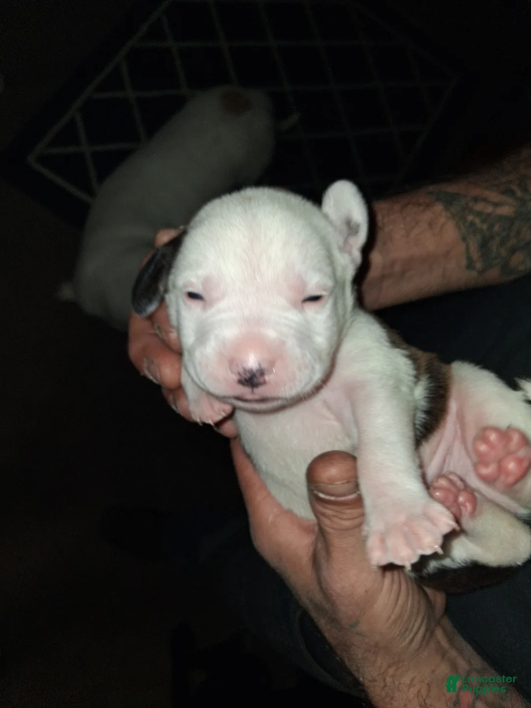 American Pit Bull Terrier dogs for sale: American Pit Bull Terrier Puppy 1 - Ad 1