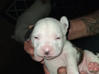 American Pit Bull Terrier dogs American Pit Bull Terrier Puppy 1 - Ad 18