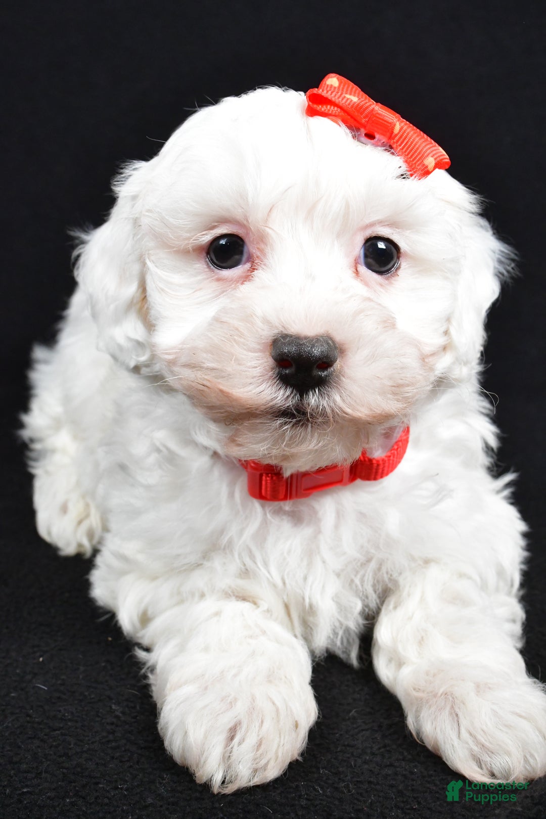 Maltipoo dogs for sale: Jasper - Ad 3