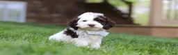 Cockapoo dogs for sale: Bentley - Ad 3