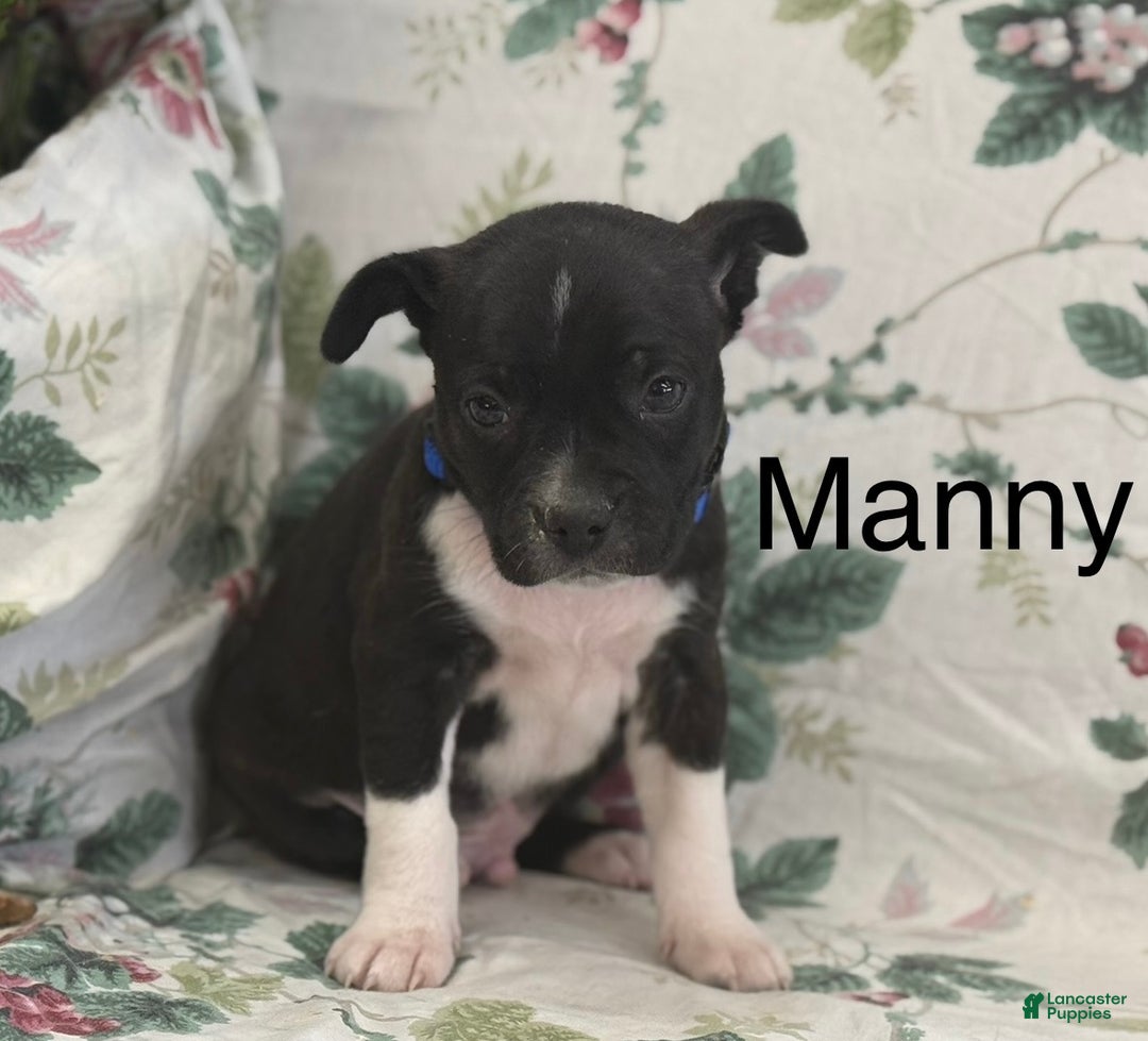 Mixed Breed dogs for sale: Mixed Breed Puppy 1 - Ad 1