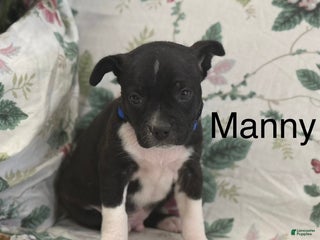 Mixed Breed dogs Mixed Breed Puppy 1 - Ad 40