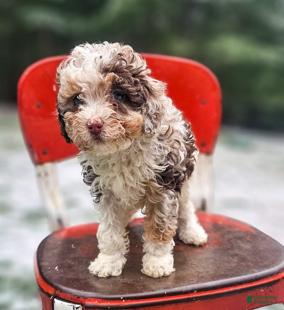 Miniature Poodle dogs for sale: Molly - Ad 7