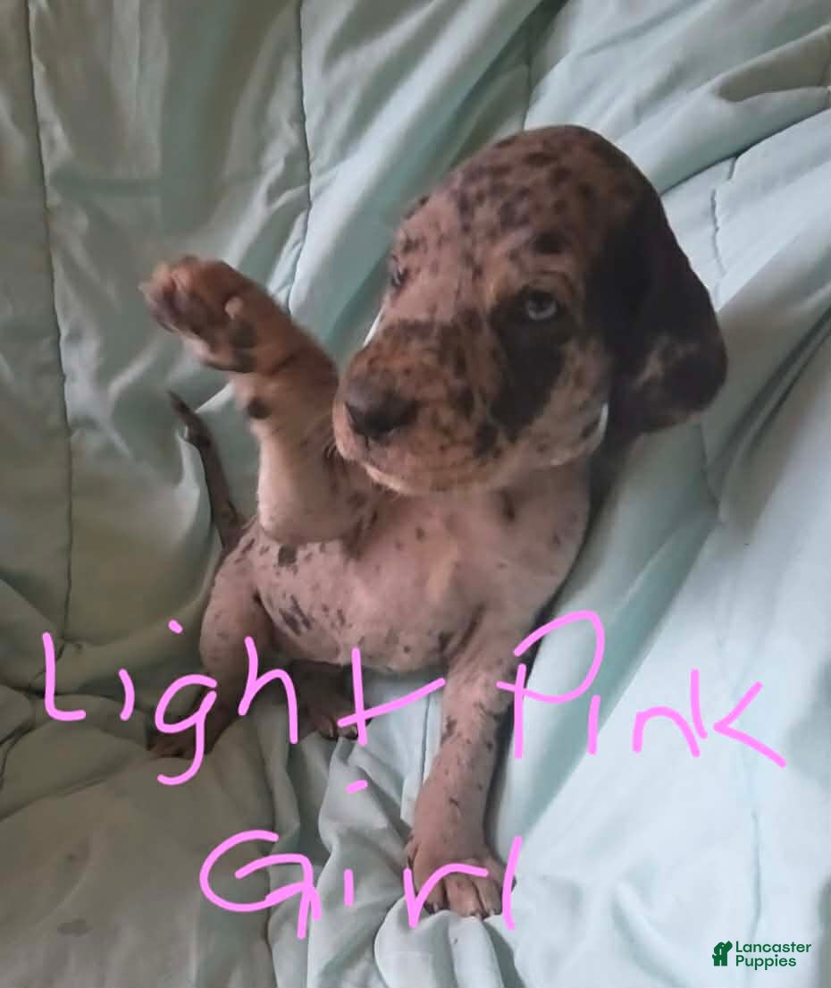 Great Dane dogs Light Pink Collar Female  - Ad 1