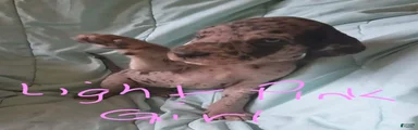 Light Pink Collar Female 