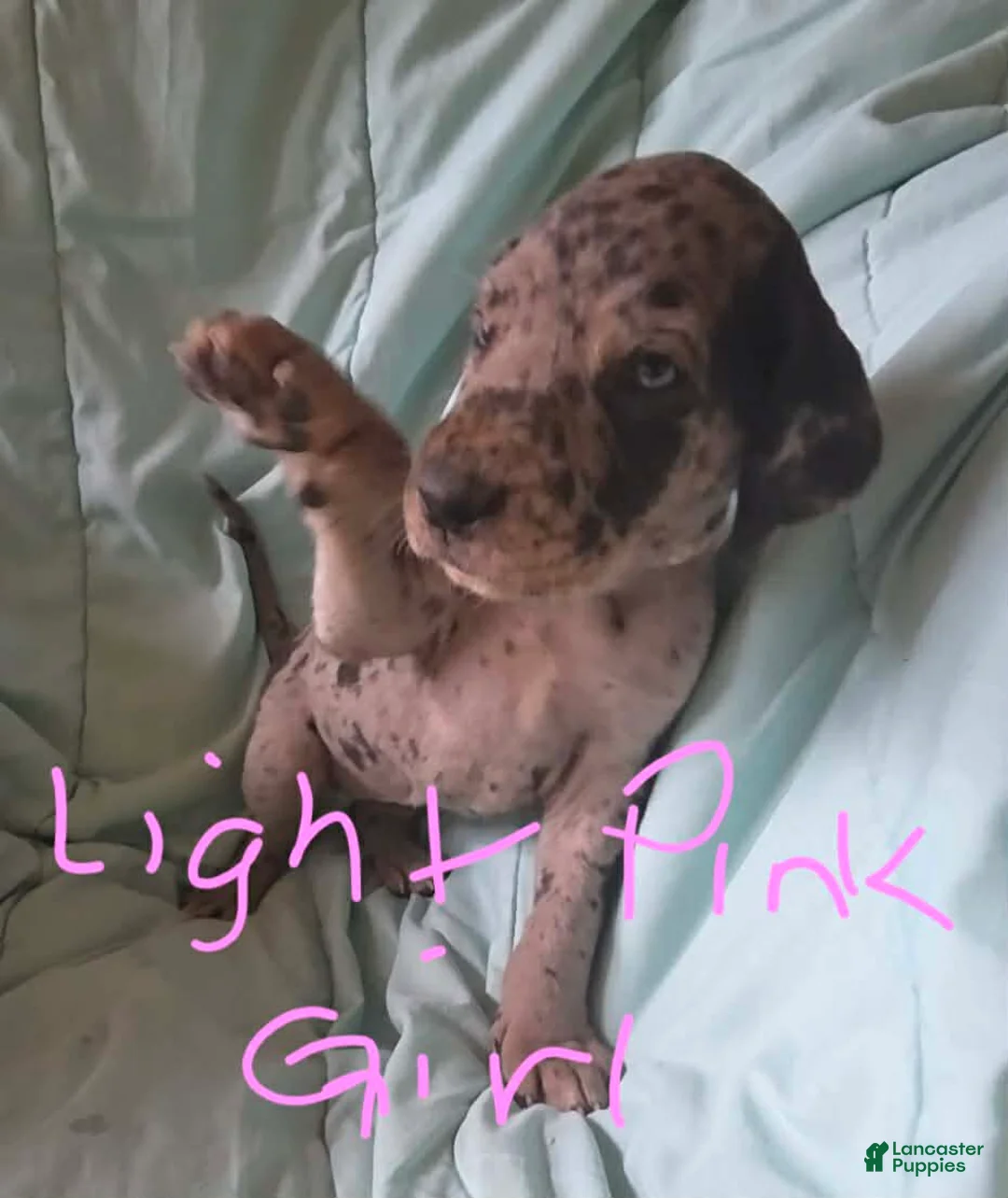 Great Dane dogs for sale: Light Pink Collar Female  - Ad 1