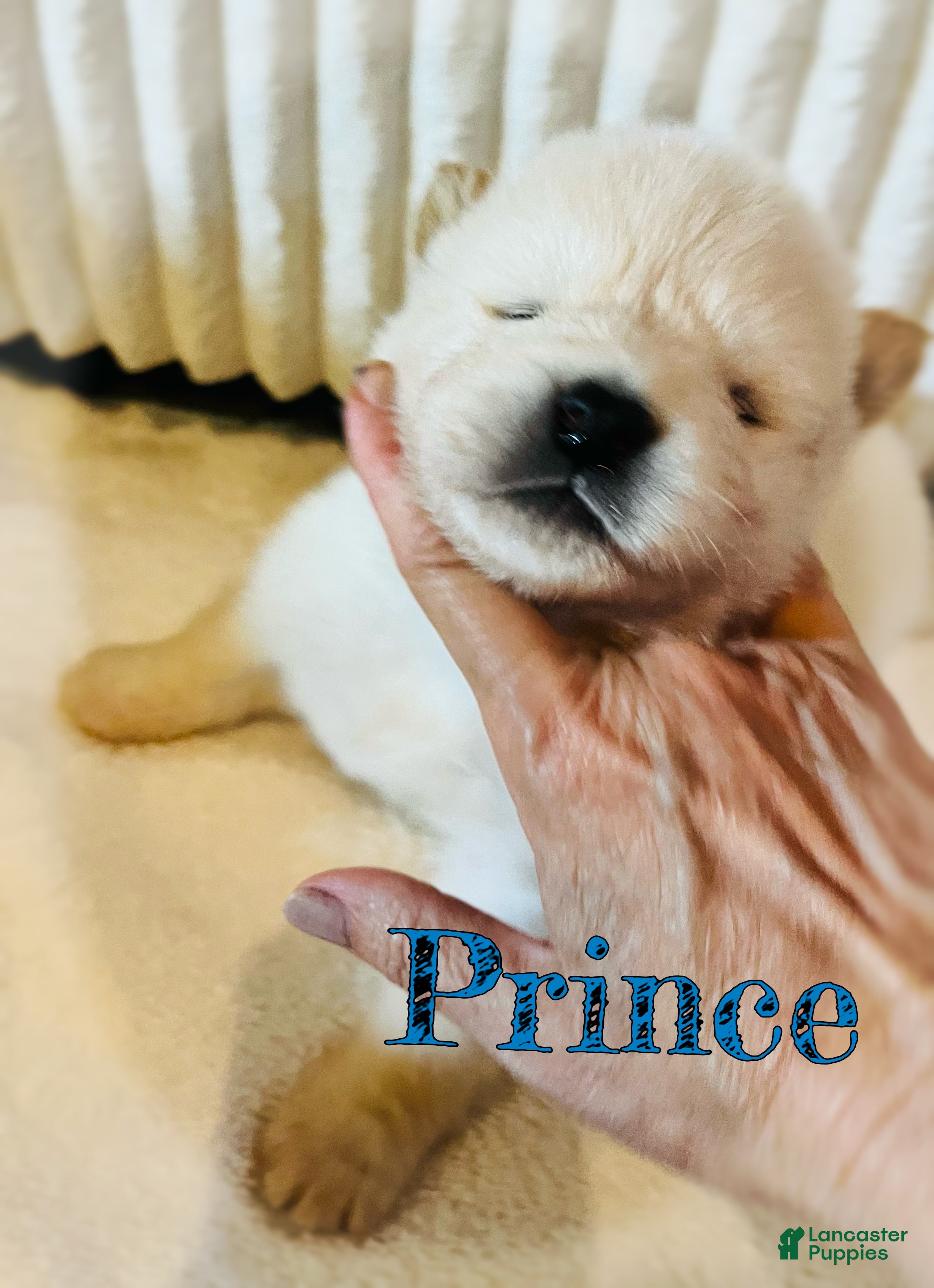 Akita dogs Prince - Ad 1