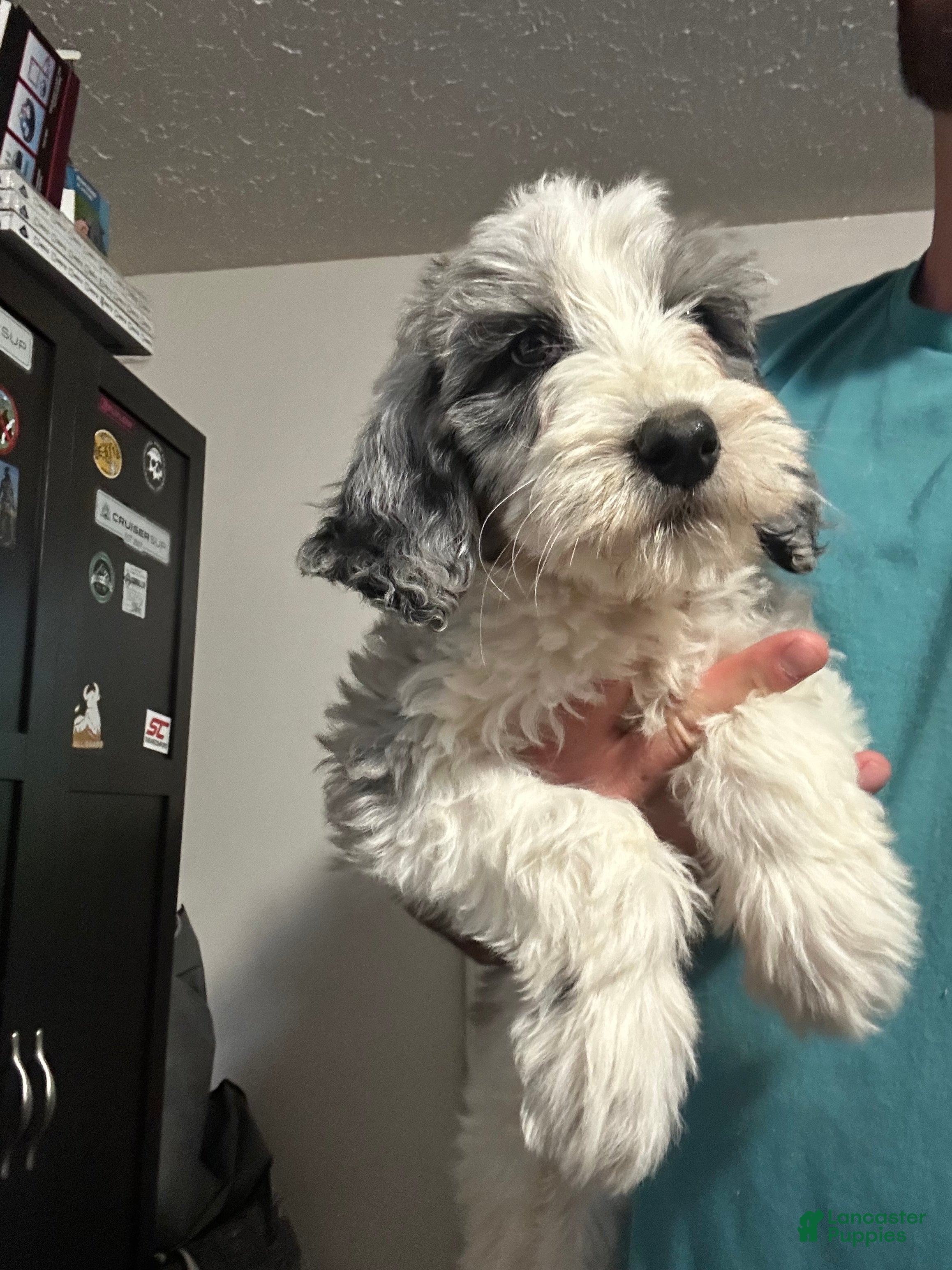 Mixed Breed dogs Diamond - Ad 2