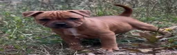 Staffordshire Bull Terrier dogs for sale: Tella - Ad 11