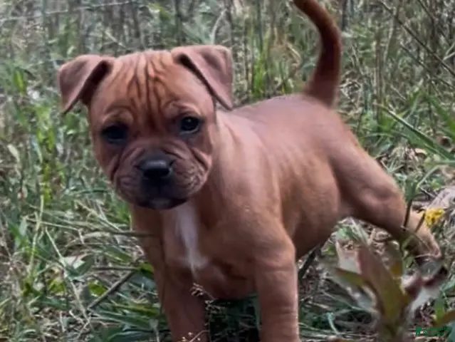 Staffordshire Bull Terrier dogs for sale: Tella - Ad 2