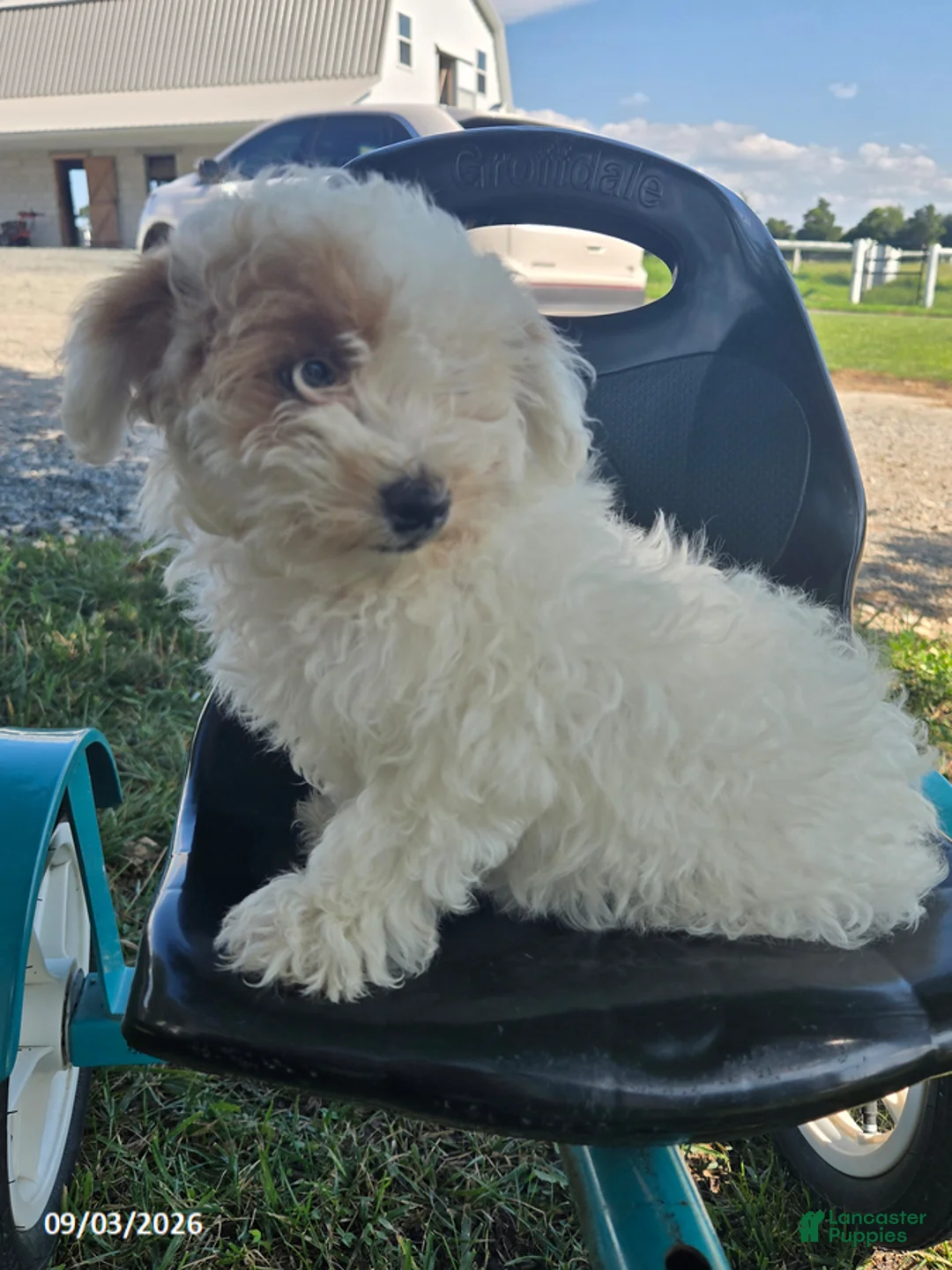 Miniature Poodle dogs for sale: Jessica - Ad 7