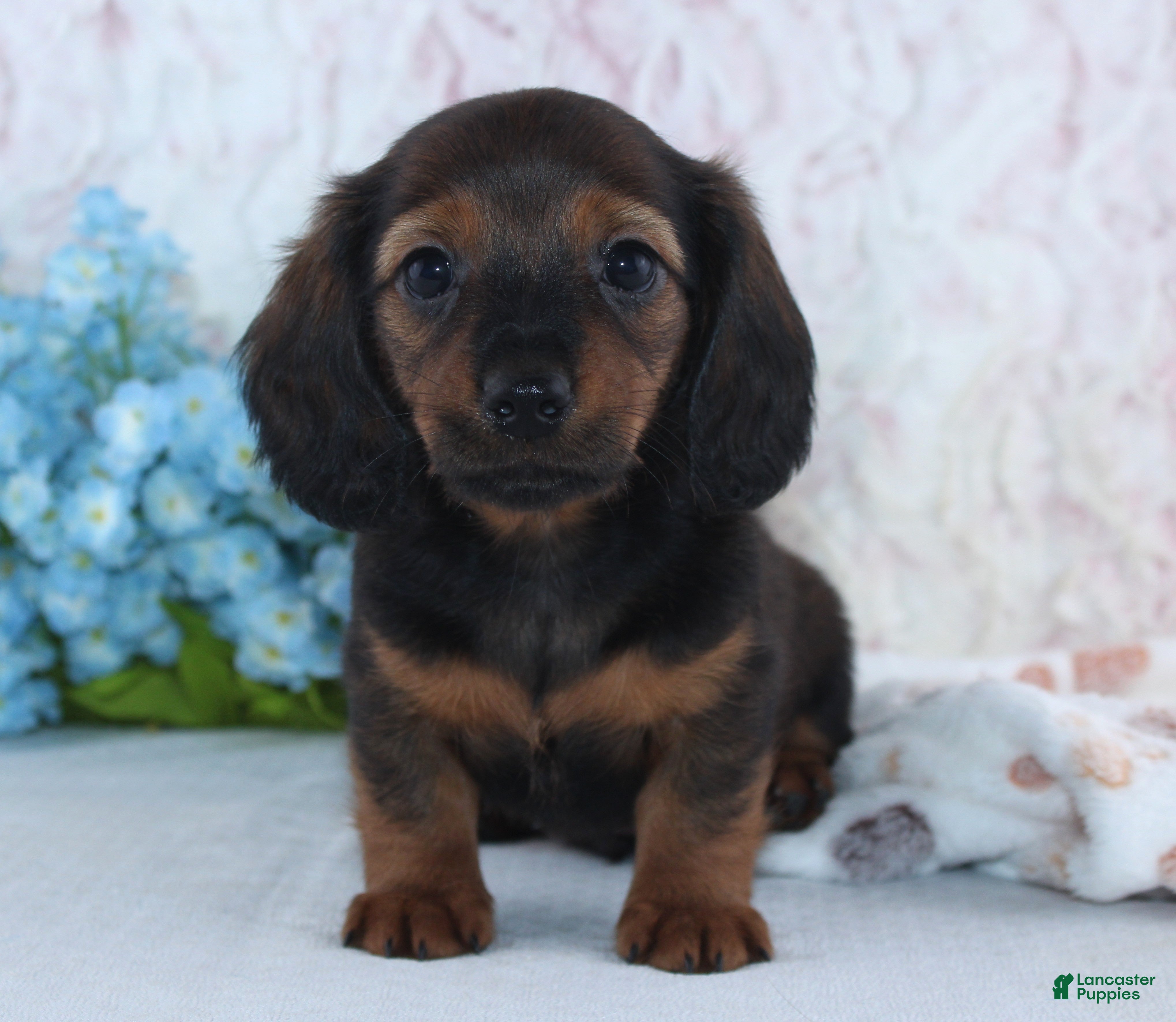 Miniature Dachshund dogs Harper - Ad 2