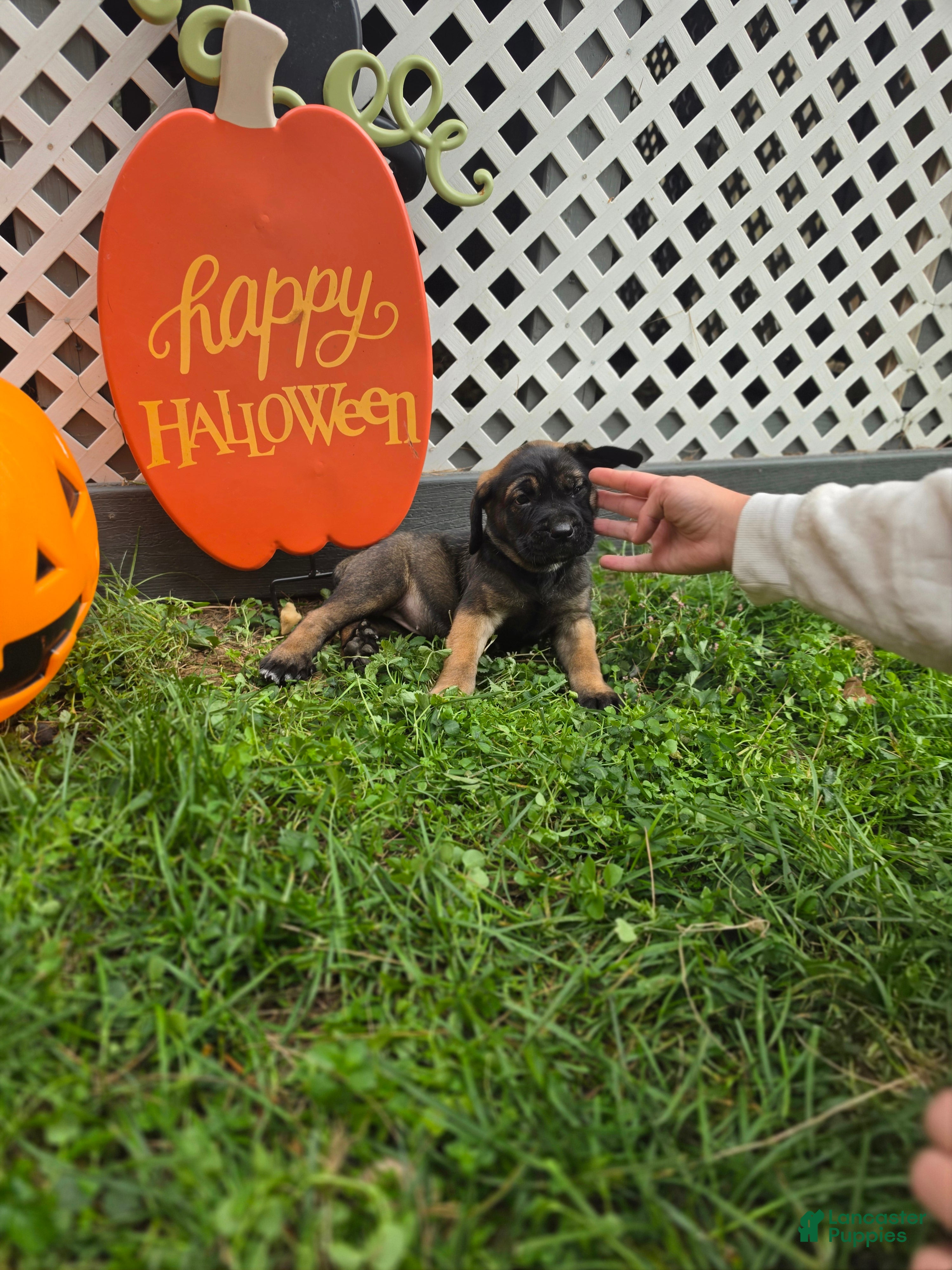 Cane Corso dogs for sale: Freya - Ad 1
