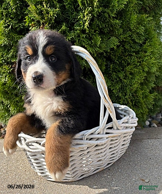 Bernese Mountain Dog dogs Bridget - Ad 2