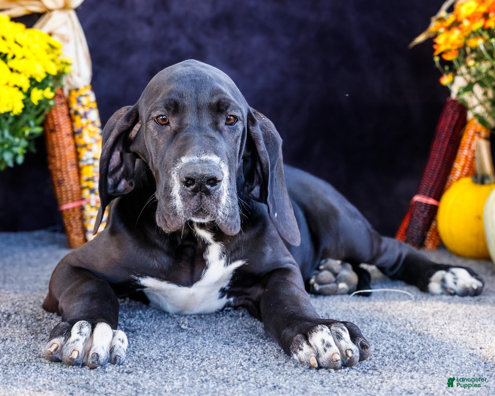 Great Dane dogs Bruce - Ad 1