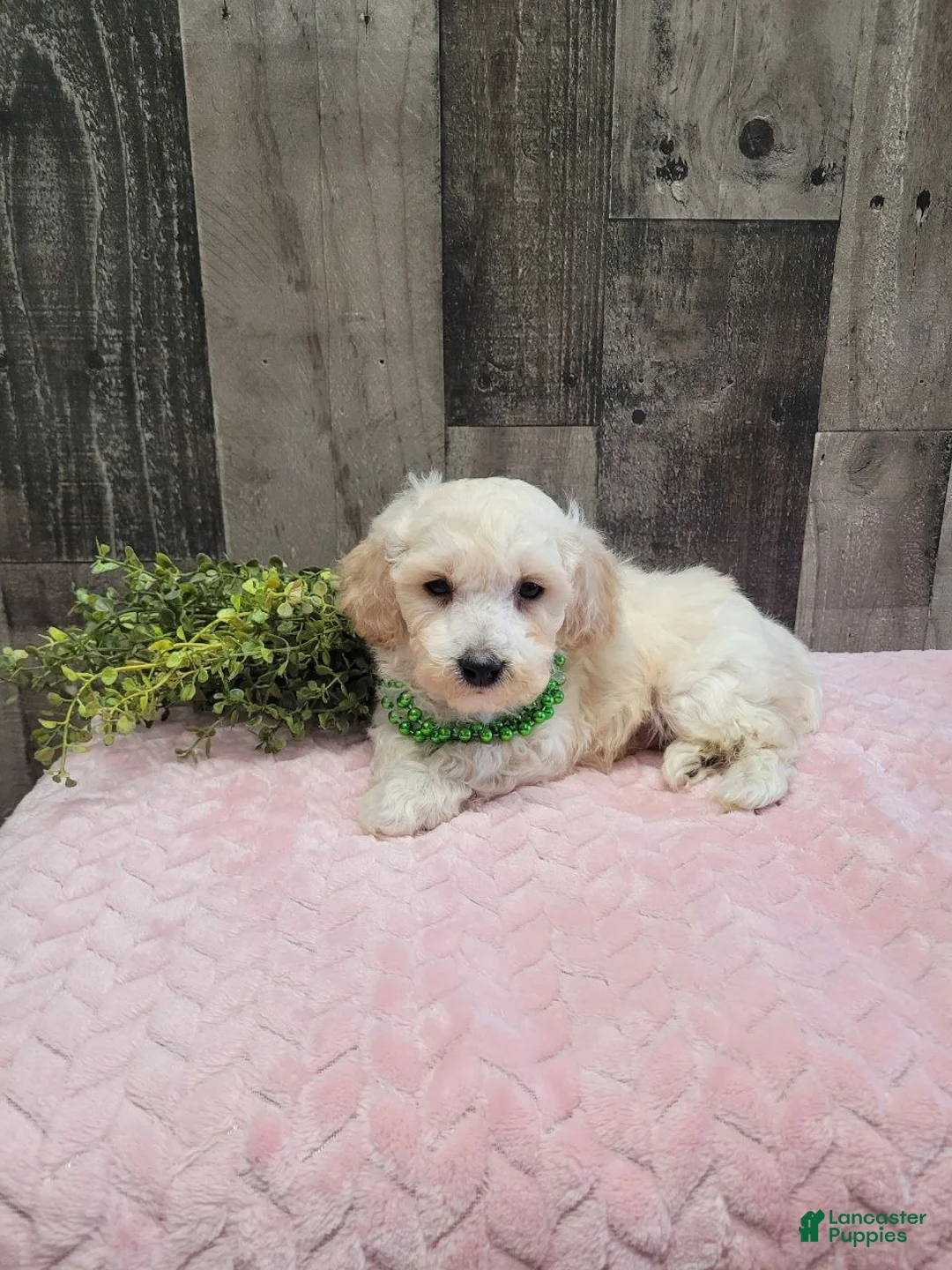 Bichpoo dogs for sale: Teddy - Ad 6