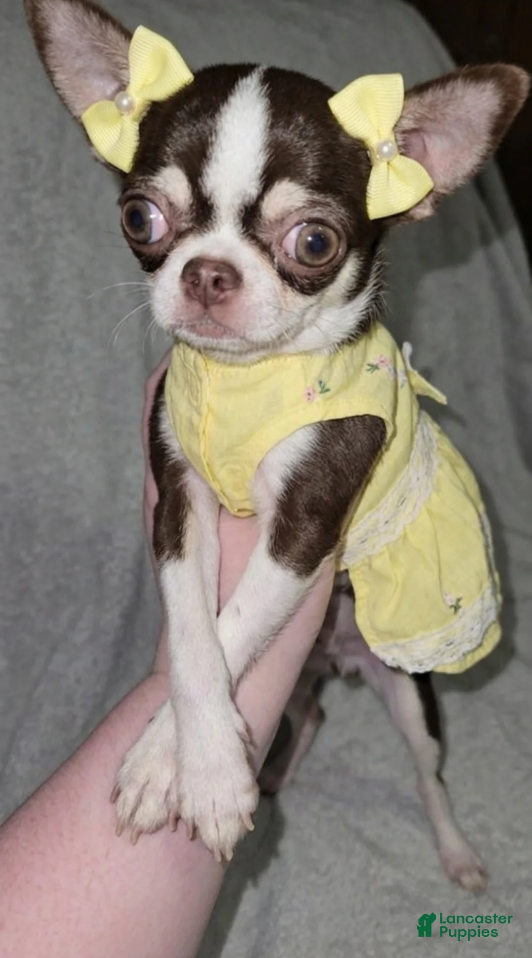 Chihuahua dogs for sale: Chihuahua Puppy 2 - Ad 2