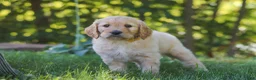 Mixed Breed dogs for sale: Jano - Ad 7