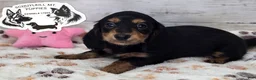 Miniature Dachshund dogs for sale: Mabel - Ad 1