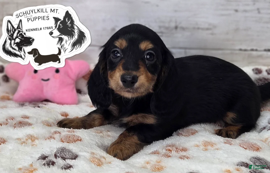 Miniature Dachshund dogs for sale: Mabel - Ad 1
