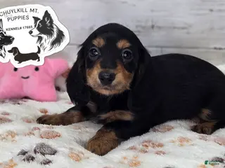 Miniature Dachshund dogs Mabel - Ad 14