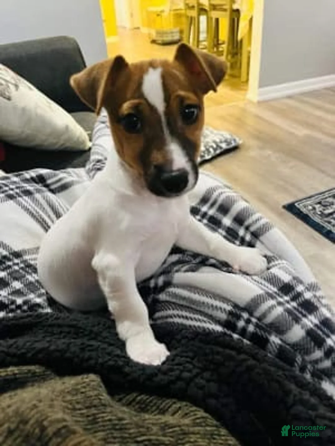 Gallery Image {{count}}