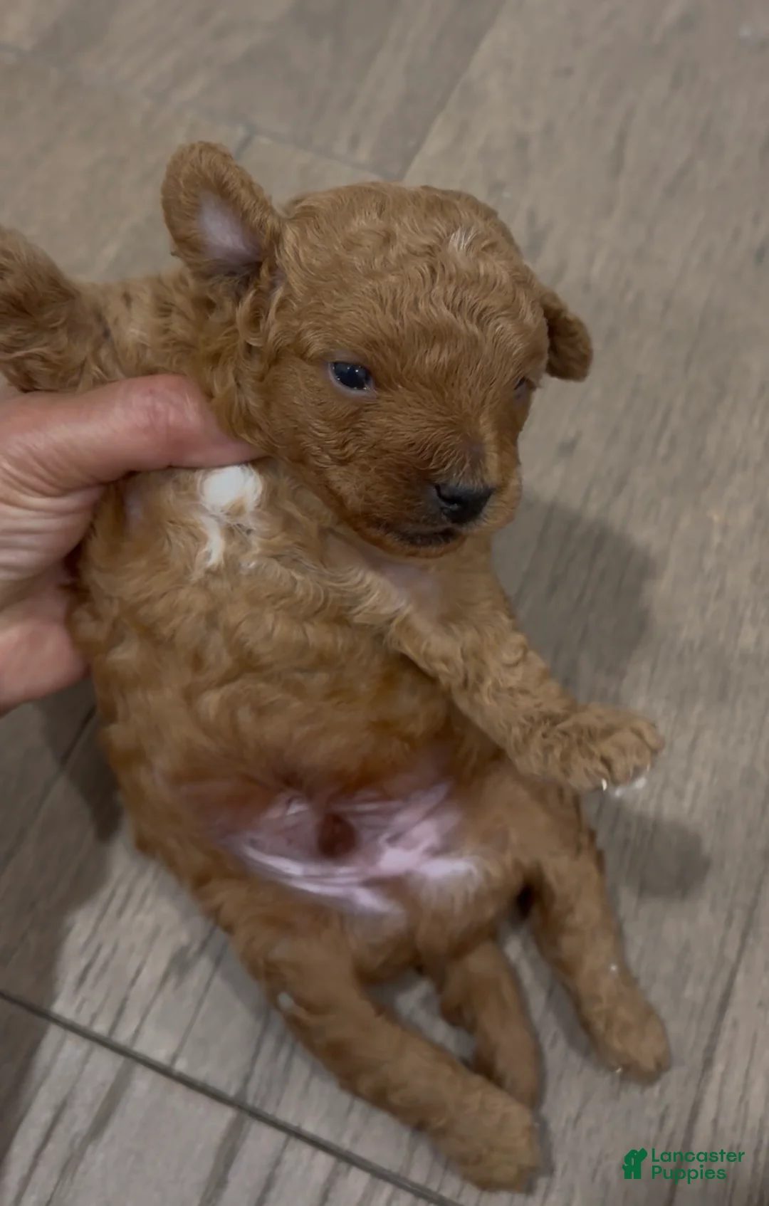 Toy Poodle dogs for sale: Toy Poodle 1 - Ad 1