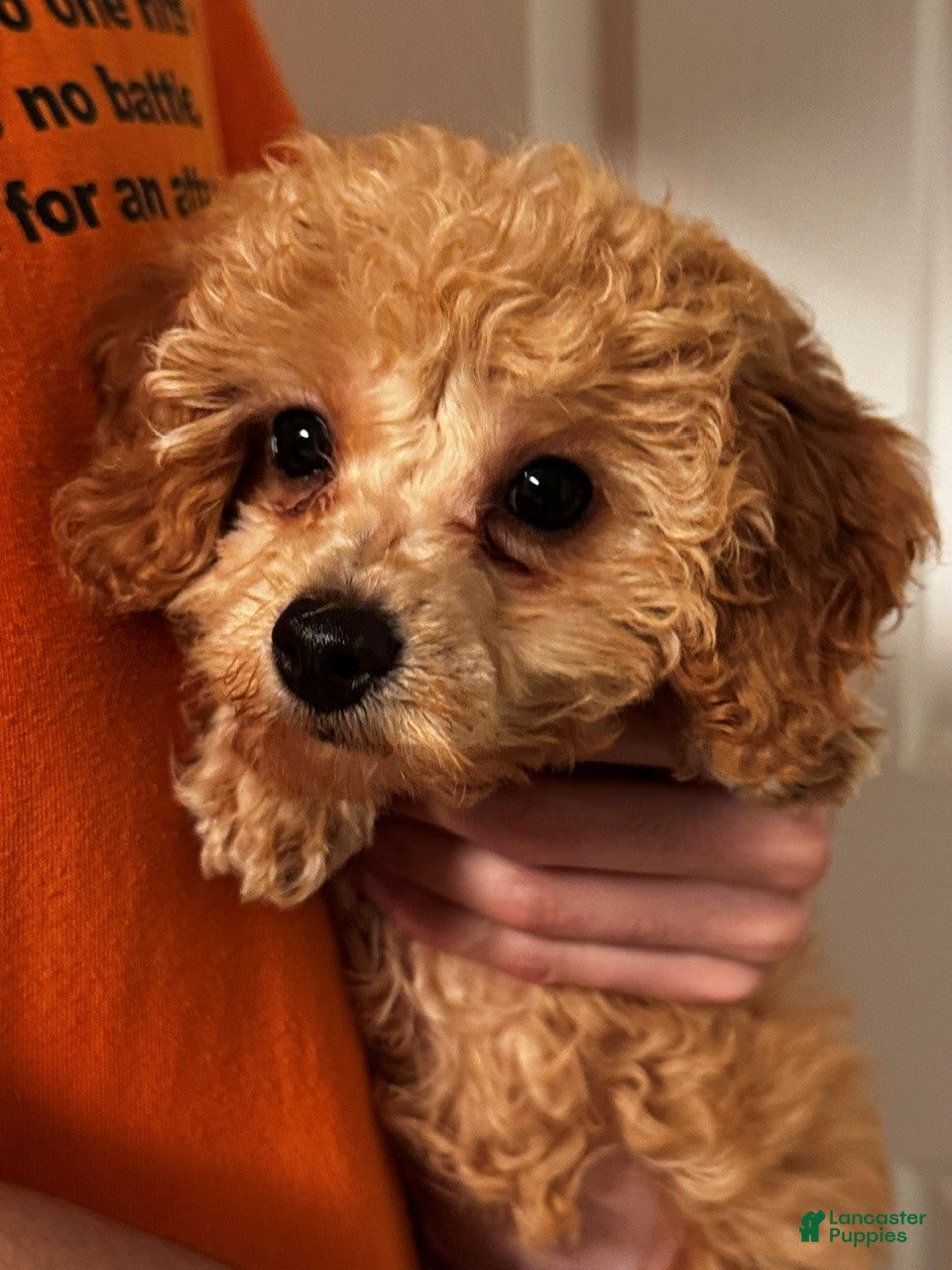 Miniature Labradoodle dogs Dolly - Ad 2