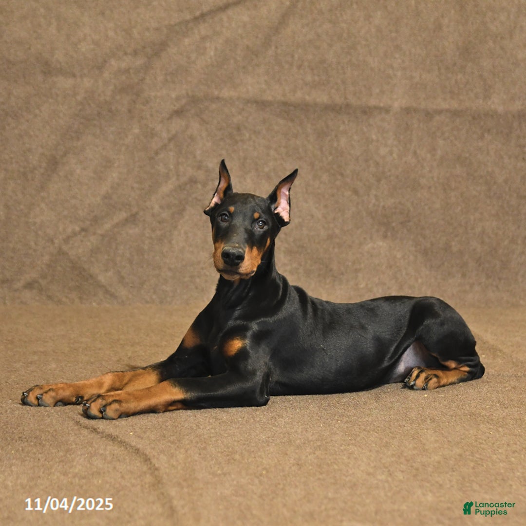 Doberman Pinscher dogs for sale: Bonnie - Ad 3