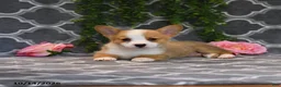 Welsh Corgi Pembroke dogs for sale: Queen   - Ad 4